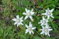 Edelweiss Royalty Free Stock Photo