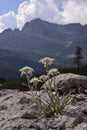 Edelweiss in Flavona alp Royalty Free Stock Photo