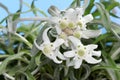 Edelweiss Flower