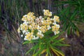 Edelweiss flower at Argopuro mountain