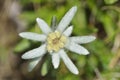 Edelweiss flower in carpathian mountains Royalty Free Stock Photo