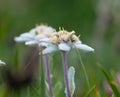 Edelweiss flower close-up Royalty Free Stock Photo