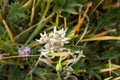 Edelweiss Flower Close Up Image from Top Royalty Free Stock Photo