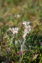 Edelweiss Flower Close Up Image Royalty Free Stock Photo