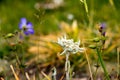 Edelweiss Flower Close Up Image Royalty Free Stock Photo