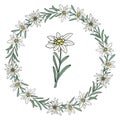 Edelweiss flower. Floral wreath. Mountain plant. Hand draw sketch