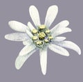 Edelweiss flower. Handmade watercolor painting illustration on white background. Royalty Free Stock Photo