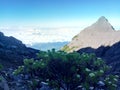 Panoramic view of edelweiss flowers from the top of Mount Raung