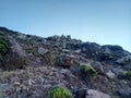 Panoramic view of edelweiss flowers from the top of Mount Raung