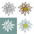 Edelweiss flower icon vector alpine icon flat web sign symbol logo label