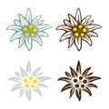 Edelweiss flower icon vector alpine icon flat web sign symbol logo label Royalty Free Stock Photo