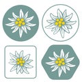 Edelweiss flower icon vector alpine icon flat web sign symbol logo label Royalty Free Stock Photo