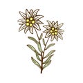 Edelweiss flower icon vector alpine icon flat web sign symbol logo label Royalty Free Stock Photo