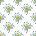 Edelweiss flower icon vector alpine logo pattern, seamless, tile, background Royalty Free Stock Photo