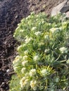 edelweiss flower or flower of immortality