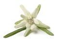 Edelweiss flower Royalty Free Stock Photo