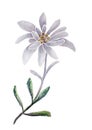 Edelweiss Flower and Leaf With Watercolor Royalty Free Stock Photo