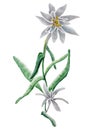 Edelweiss Flower and Leaf With Watercolor Royalty Free Stock Photo