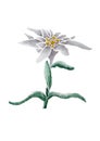 Edelweiss Flower and Leaf With Watercolor Royalty Free Stock Photo