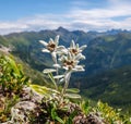 Edelweiss flower Leontopodium alpinum in natural environment.