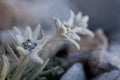 Edelweiss flower Leontopodium alpinum in natural environment growing in mountains on rock terrain. Pirin, Bulgaria Royalty Free Stock Photo