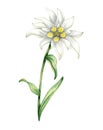 Edelweiss flower Leontopodium alpinum, Watercolor hand drawn illustration isolated on white background Royalty Free Stock Photo