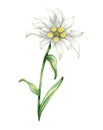 Edelweiss flower Leontopodium alpinum, Watercolor hand drawn illustration isolated on white background