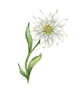 Edelweiss flower Leontopodium alpinum, Watercolor hand drawn illustration isolated on white background