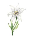 Edelweiss flower Leontopodium alpinum, Watercolor hand drawn illustration isolated on white background