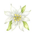 Edelweiss flower Leontopodium alpinum, Watercolor hand drawn illustration isolated on white background