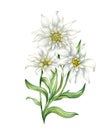 Edelweiss flower Leontopodium alpinum, Watercolor hand drawn illustration isolated on white background Royalty Free Stock Photo