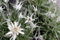 Edelweiss flower. Leontopodium nivale, commonly called edelweiss is a mountain flower belonging to the daisy or sunflower family A Royalty Free Stock Photo