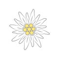 Edelweiss flower line vector illustration isolated on white background Royalty Free Stock Photo