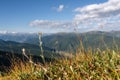 Edelweiss flower mountain background