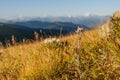 Edelweiss flower mountain background