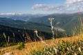 Edelweiss flower mountain background