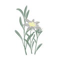 Edelweiss flower. Mountain plant. Hand drawn vector illustration