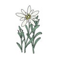 Edelweiss flower. Mountain plant. Hand draw sketch