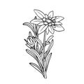 Edelweiss flower. Mountain plant. Hand draw sketch