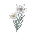 Edelweiss flower. Mountain plant. Hand draw sketch