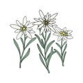 Edelweiss flower. Mountain plant. Hand draw sketch