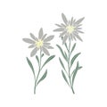 Edelweiss flower. Mountain plant. Hand draw sketch