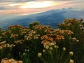 Edelweiss flower is a perennial flower from the peak of Mount Slamet, Indonesia, Central Java