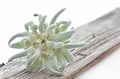 Edelweiss flower on a piece of wood Royalty Free Stock Photo