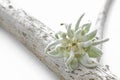 Edelweiss flower on a piece of wood Royalty Free Stock Photo