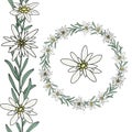Edelweiss flower. Seamless border. Floral wreath. Mountain plant. Hand draw sketch