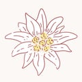 Edelweiss flower symbol alpinism alps germany logo