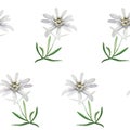 Edelweiss flower symbol alpinism alps germany logo set Royalty Free Stock Photo