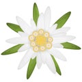 edelweiss flower symbol