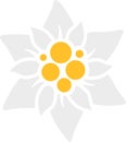 Edelweiss flower vector